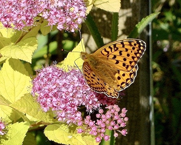 dark green fritillary